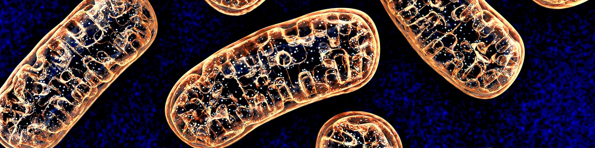 Mitochondrial/Chloroplast DNA isolation
