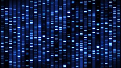 RapidRun™ DNA Ladder